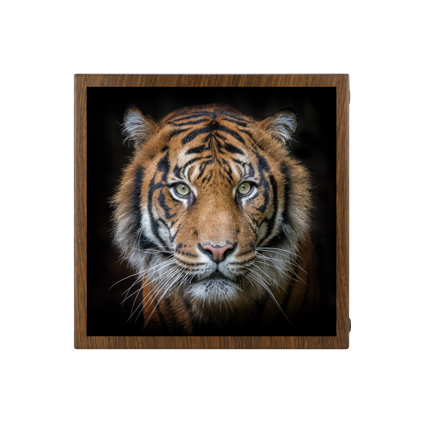 Tiger Portrait