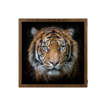 Tiger Portrait